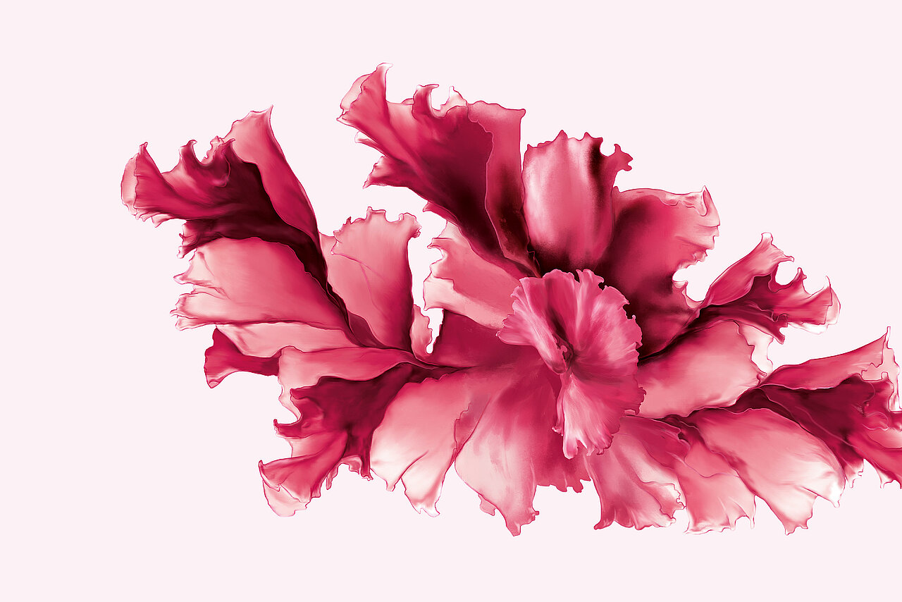 Pinkfarbene Rotalge, aus der der Wirkstoff Carragelose® gewonnen wird