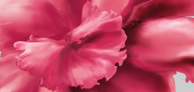 Pinkfarbene Rotalge in Nahaufnahme