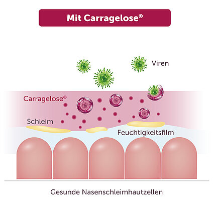 Mit Carragelose®: Ein Schutzfilm über der Nasenschleimhaut hält die Viren fest, die Nasenschleimhautzellen bleiben gesund