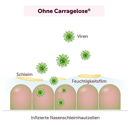 Ohne Carragelose®: Viren dringen durch Schleim und Feuchtigkeitsfilm in die Nasenschleimhautzellen ein und infizieren sie